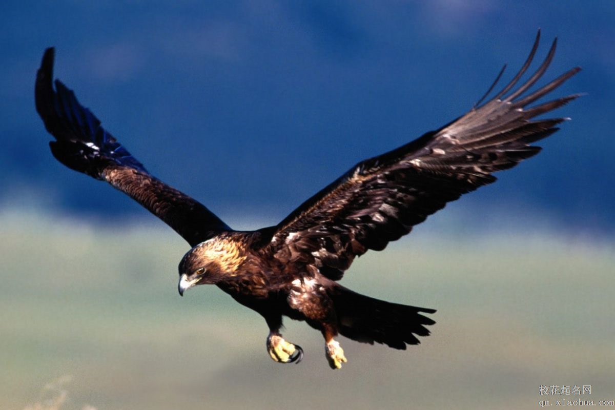 梦见老鹰周公解梦，梦见老鹰是什么意思？