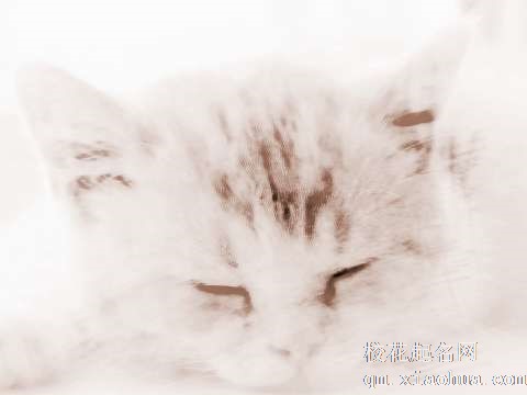 梦见小猫跳水　周公解梦之梦到小猫跳水