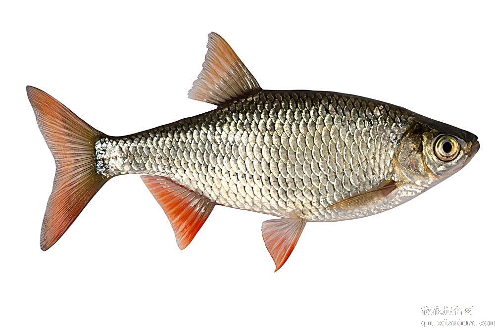 梦见鲤鱼周公解梦，梦见鲤鱼是什么意思？