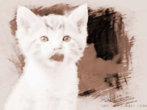 梦见喂猫吃草　周公解梦之梦到喂猫吃草