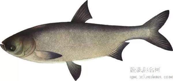 梦见鲢鱼周公解梦，梦见鲢鱼是什么意思？