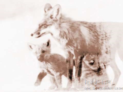 梦见狐狸产崽　周公解梦之梦到狐狸产崽