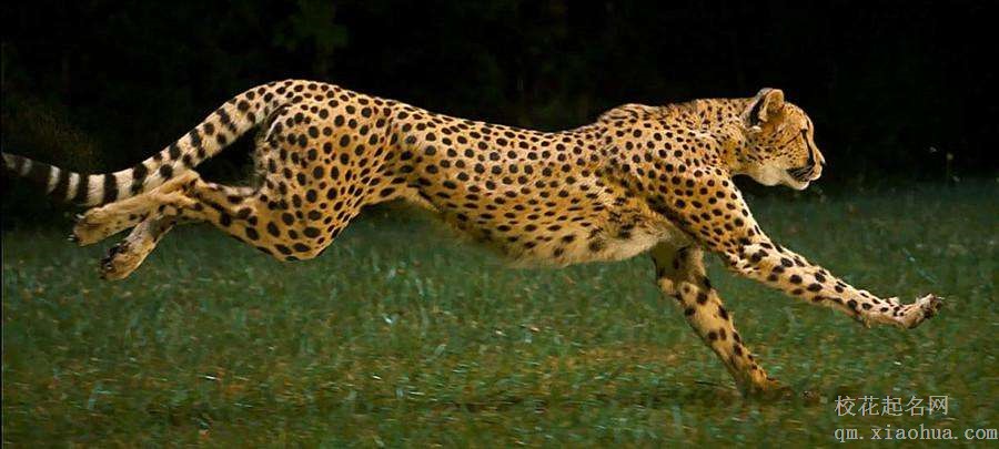 梦见猎豹周公解梦，梦见猎豹是什么意思？