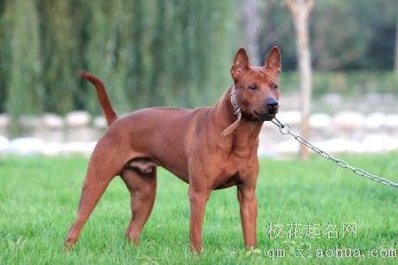 梦见猎犬周公解梦，梦见猎犬是什么意思？