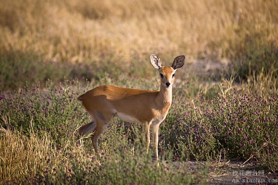 梦见羚羊周公解梦，梦见羚羊是什么意思？