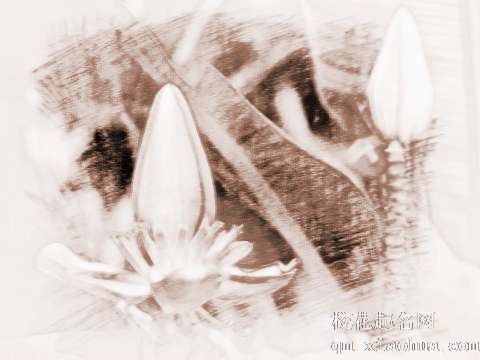 梦见香蕉花　周公解梦之梦到香蕉花