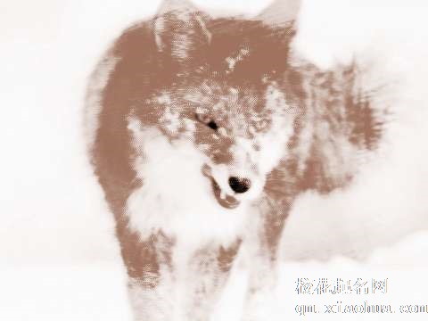 梦见狐狸吃肉　周公解梦之梦到狐狸吃肉