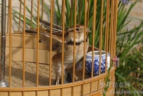 梦见笼中之鸟周公解梦，梦见笼中之鸟是什么意思？