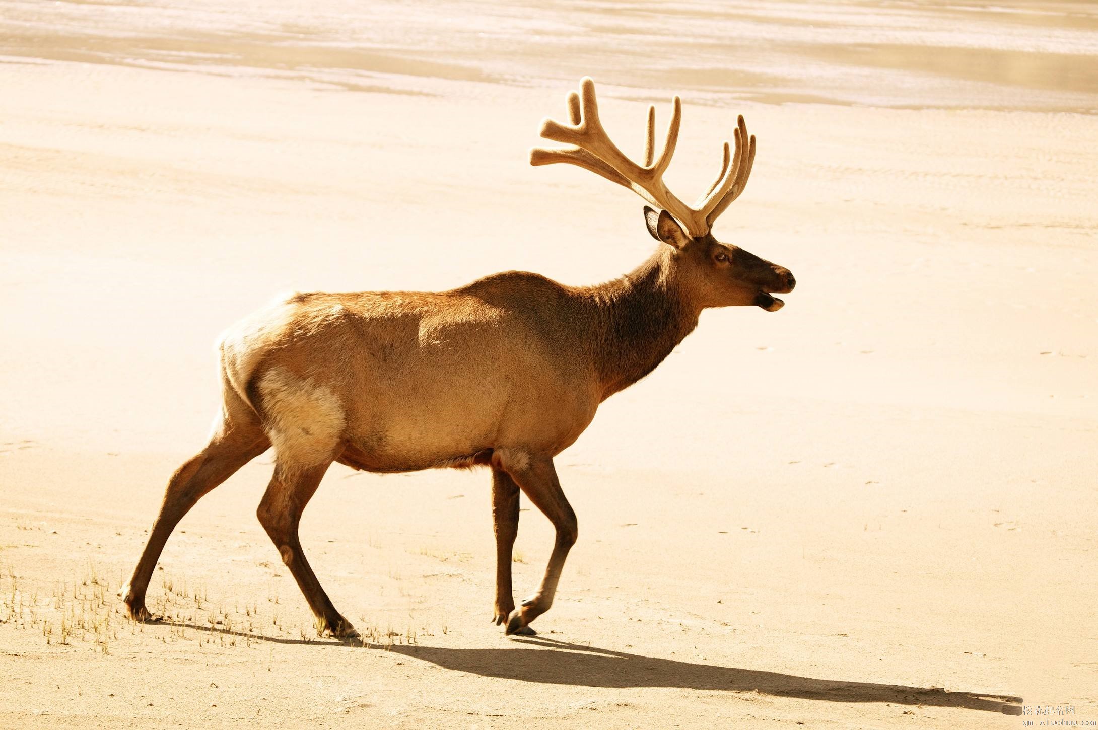 梦见鹿周公解梦，梦见鹿是什么意思？
