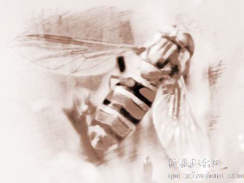 梦见拍死蜜蜂　周公解梦之梦到拍死蜜蜂