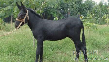 梦见驴骡周公解梦，梦见驴骡是什么意思？