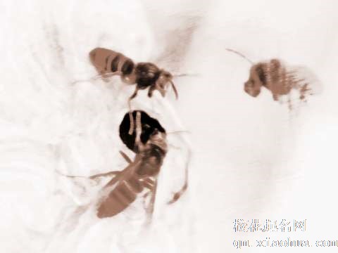 梦见一群马蜂　周公解梦之梦到一群马蜂