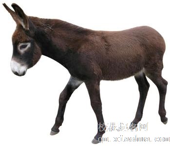 梦见驴子周公解梦，梦见驴子是什么意思？