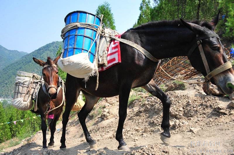 梦见骡马周公解梦，梦见骡马是什么意思？