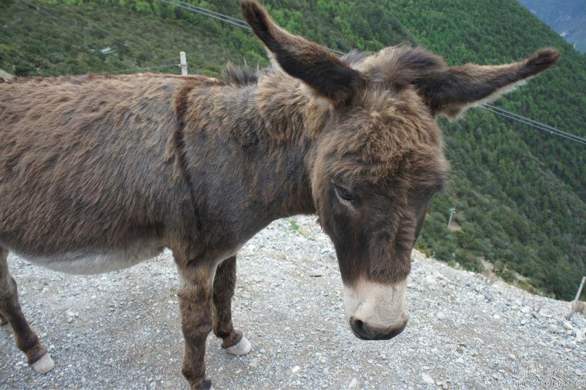 梦见骡子周公解梦，梦见骡子是什么意思？