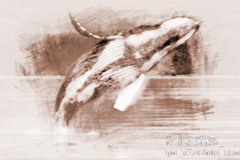 梦见鲸鱼跳起　周公解梦之梦到鲸鱼跳起