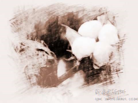 梦见黑色棉花　周公解梦之梦到黑色棉花
