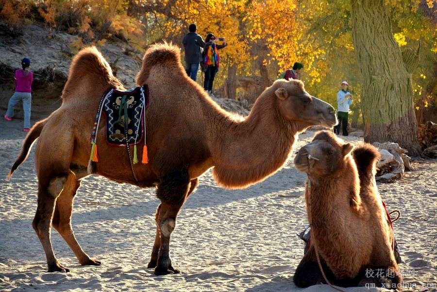 梦见骆驼周公解梦，梦见骆驼是什么意思？