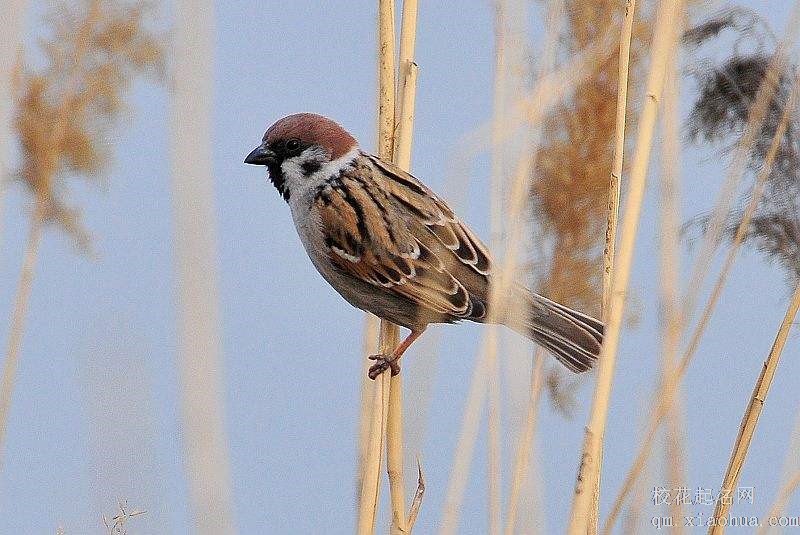 梦见麻雀周公解梦，梦见麻雀是什么意思？