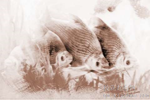 梦见大鱼吃草　周公解梦之梦到大鱼吃草