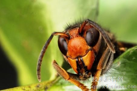 梦见马蜂周公解梦，梦见马蜂是什么意思？