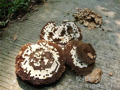 梦见马蜂窝周公解梦，梦见马蜂窝是什么意思？