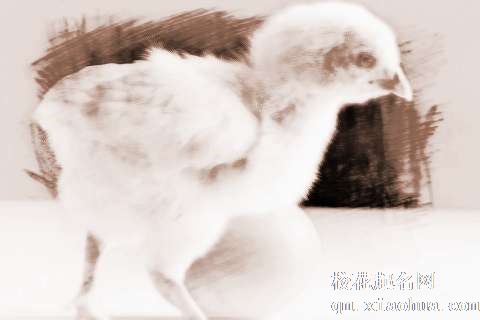 梦见小鸡被杀　周公解梦之梦到小鸡被杀
