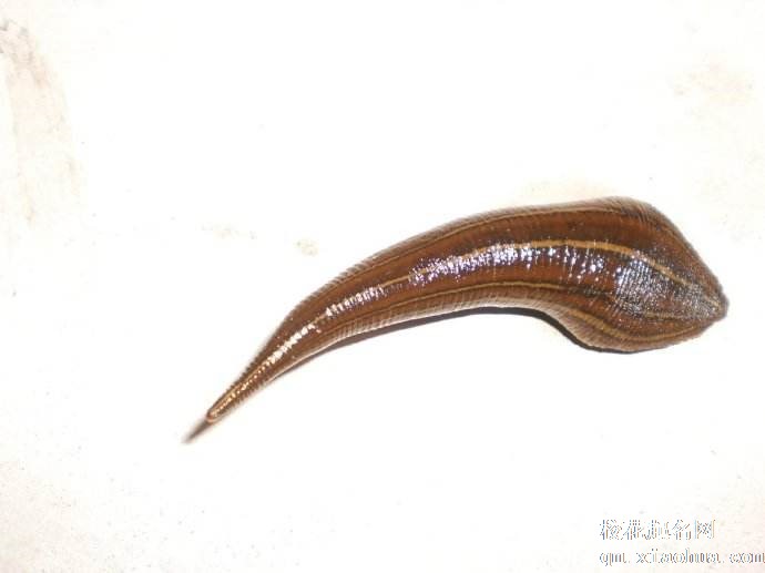 梦见蚂蟥周公解梦，梦见蚂蟥是什么意思？