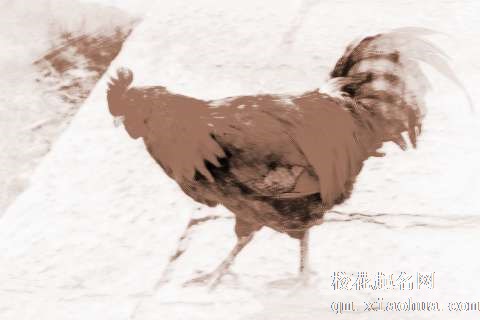 梦见公鸡追人　周公解梦之梦到公鸡追人