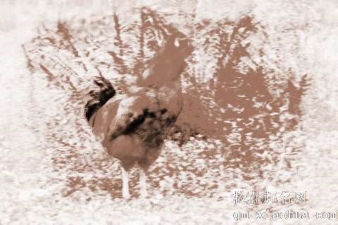 梦见公鸡啼叫　周公解梦之梦到公鸡啼叫