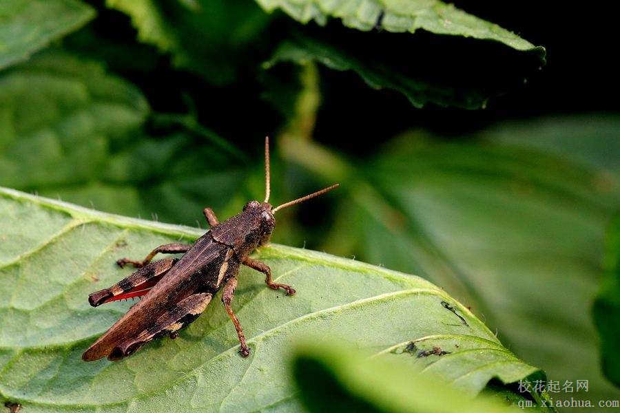 梦见蚂蚱周公解梦，梦见蚂蚱是什么意思？