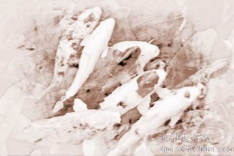 梦见鲤鱼会飞　周公解梦之梦到鲤鱼会飞