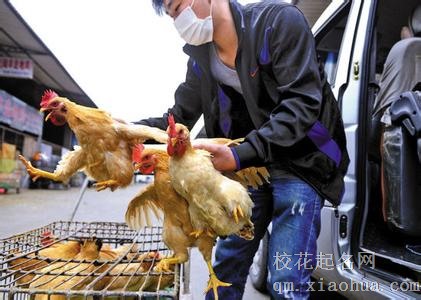 梦见买鸡 卖鸡 抱鸡周公解梦，梦见买鸡 卖鸡 抱鸡是什么意思？