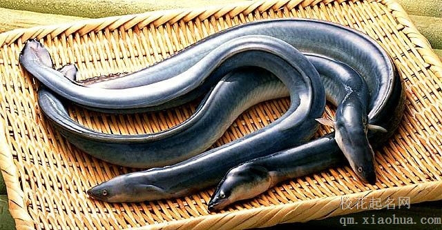 梦见鳗鱼周公解梦，梦见鳗鱼是什么意思？