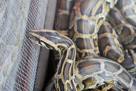 梦见蟒蛇周公解梦，梦见蟒蛇是什么意思？