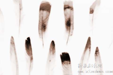 梦见动物羽毛　周公解梦之梦到动物羽毛