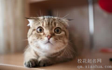 梦见猫周公解梦，梦见猫是什么意思？