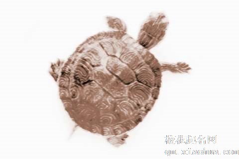 梦见乌龟掉皮　周公解梦之梦到乌龟掉皮