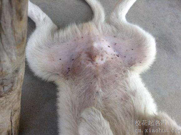 梦见身上长虫子周公解梦，梦见身上长虫子是什么意思？