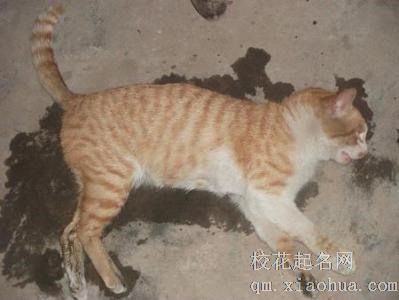 梦见猫死了周公解梦，梦见猫死了是什么意思？