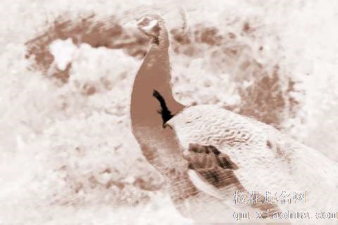 梦见五彩孔雀　周公解梦之梦到五彩孔雀