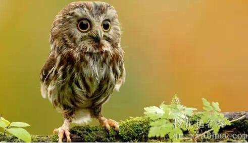 梦见猫头鹰周公解梦，梦见猫头鹰是什么意思？