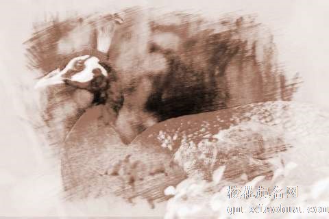 梦见孔雀泡水　周公解梦之梦到孔雀泡水