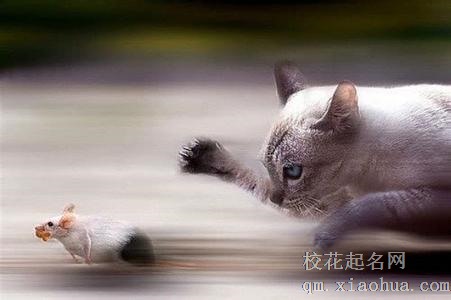 梦见猫捉老鼠周公解梦，梦见猫捉老鼠是什么意思？