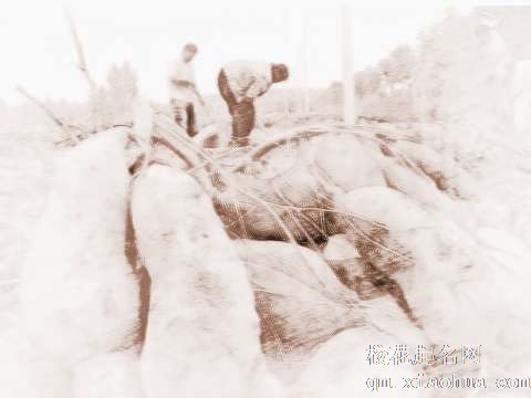 梦见地瓜腐烂　周公解梦之梦到地瓜腐烂