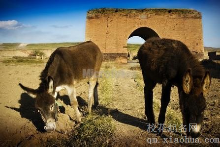 梦见毛驴周公解梦，梦见毛驴是什么意思？