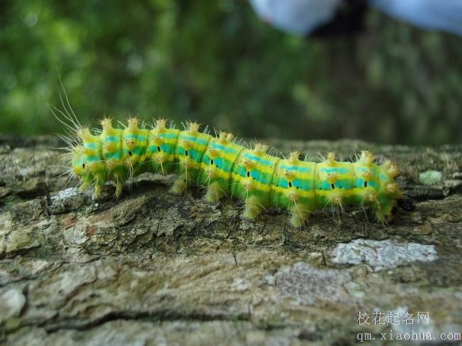 梦见毛毛虫周公解梦，梦见毛毛虫是什么意思？