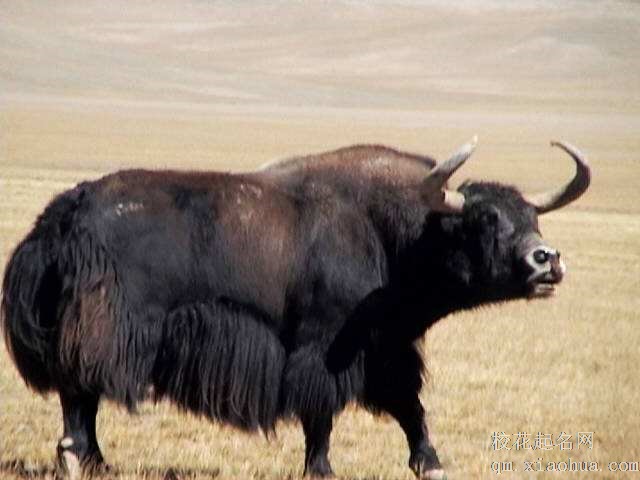 梦见耗牛周公解梦，梦见耗牛是什么意思？