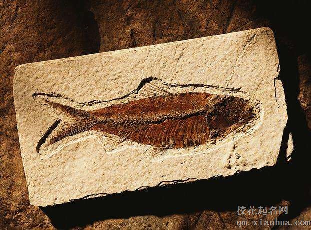 梦见化石周公解梦，梦见化石是什么意思？