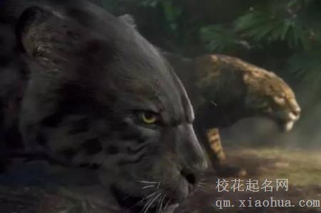 梦见猛兽周公解梦，梦见猛兽是什么意思？